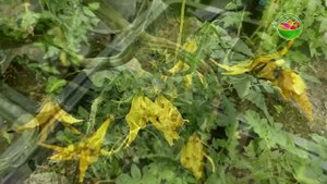 Томаты Вмиг Заплодоносят, Фитофторы у Помидор Не Будет Никогда Подкормите в Июне Июле!