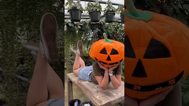 BWH Happy Halloween 🎃👻💀 #plantcollector #plantparent #plants #thisishalloween #alocasia #monstera смотреть онлайн