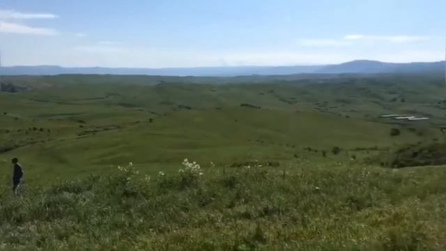 Коровы Абердин - Ангусы. Быки и коровы. КРС. МЭЦ. Продажа. смотреть онлайн