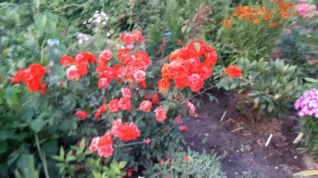 Róża parkowa BRILLANT KORSAR (Kordes 2010) смотреть онлайн