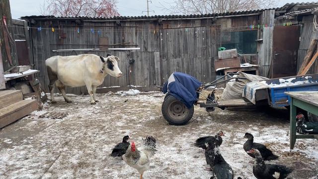 Корова, индоутки, куры гуляют. Я управляюсь. Как обманывают с сеном смотреть онлайн