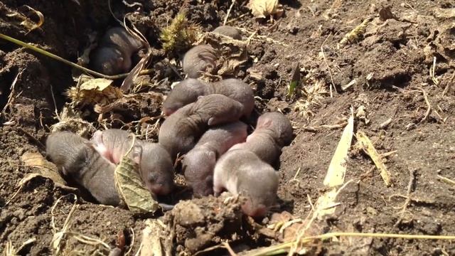 Мышки-дети в норах огорода смотреть онлайн