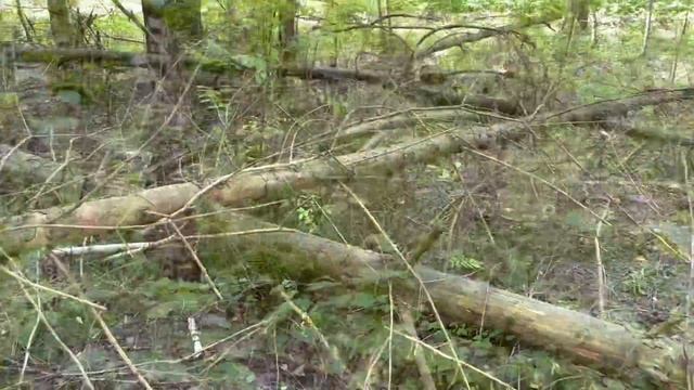 ВЕСТИ из ЛЕСА. Черника и грибы 2022 смотреть онлайн