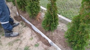 Туи смарагд. Как лучше садить  Лучшее биологическое удобрение