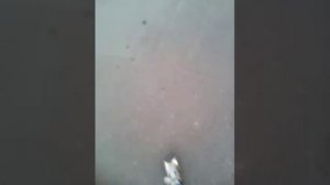 Ору мальчик ссыт в кусты если че это в. Новгород