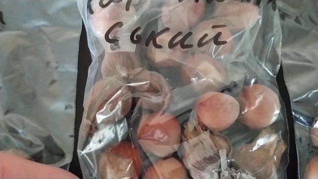 ФУНДУК . Небольшая часть сортов из моей коллекции фундука ... смотреть онлайн