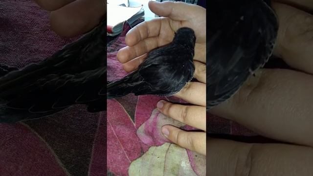 Кормление стрижа. Часть 1 смотреть онлайн