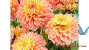 Георгина декоративная Принцесса Елизавета ? обзор: как сажать, луковицы георгины Принцесса Елизавет