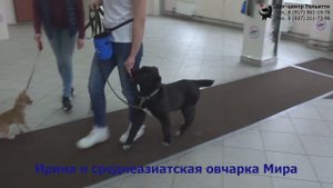 Занятие по дрессировке (курс Управляемая городская собака): обучение собак движению рядом. Тольятти.