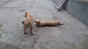 Боевые игры щенков Кавказского Волкодава!!!