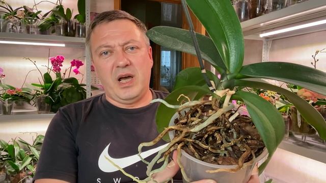 ОРХИДЕИ в МУСОРЕ и ПЫЛИ растут годами КАК и цветут орхидеи без удобрений по 8 месяцев смотреть онлайн