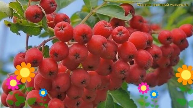 Рябина плодовая Сказочная. Краткий обзор, описание характеристик sorbus Skazochnaya смотреть онлайн