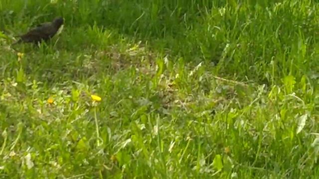 Скворец/Скорец/Starling   19.05.2021  #Москва #весна #скворец