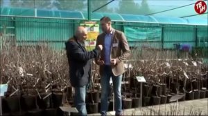 Малина "Гордость России", "Московский гигант" и малиновые деревья