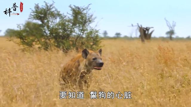 斑鬣狗的掏肛技术有多可怕？为啥雄性是最卑微的舔狗？ смотреть онлайн