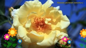 Роза плетистая Моргенсонн. Краткий обзор, описание характеристик, где купить саженцы Morgensonne