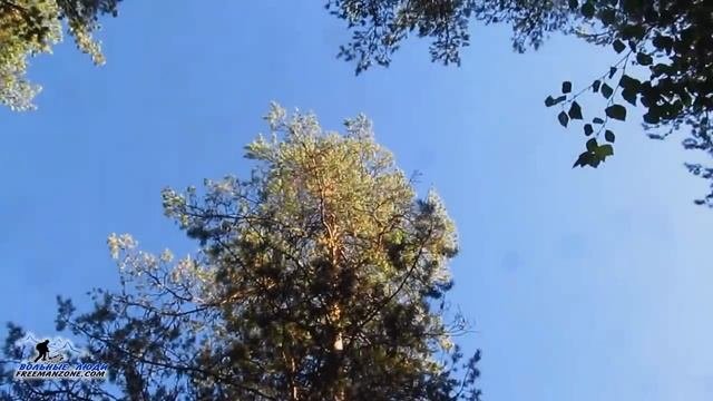 СПОСОБЫ ОРИЕНТИРОВАНИЯ. ОРИЕНТИРОВАНИЕ ПО КРОНЕ ДЕРЕВА. Как определить север.
