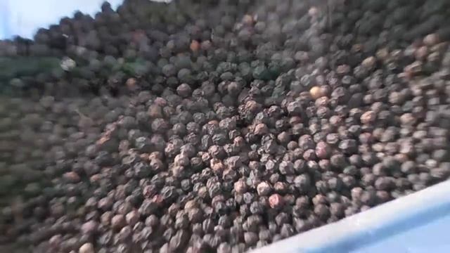 Производство чёрного перца