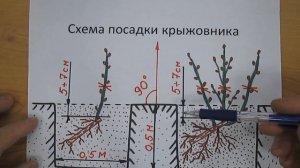 Схема посадки крыжовника