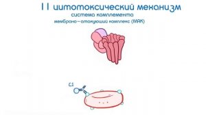 Гиперчувствительность 2 типа (цитотоксический механизм) - и примеры реализации