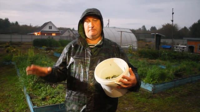Кукурузный силос для кур несушек своими руками.