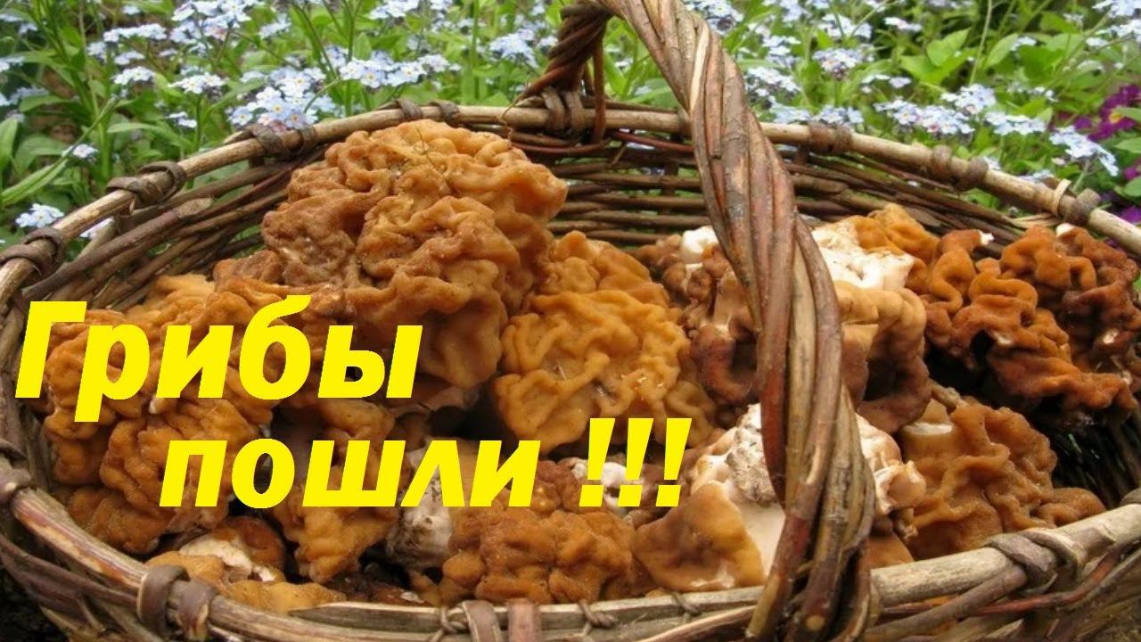 ЗА ГРИБАМИ В МАЕ. СБОР ВЕСЕННИХ ГРИБОВ. Строчок гигантский смотреть онлайн