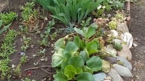 обзор клумбы май 2022