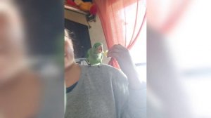 Как познакомить попугаев или первые три недели.