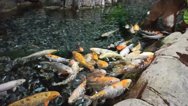 Океанариум в Адлере. Рыбки кушать просят смотреть онлайн