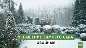 Хвойные. Как сделать акцент в саду.