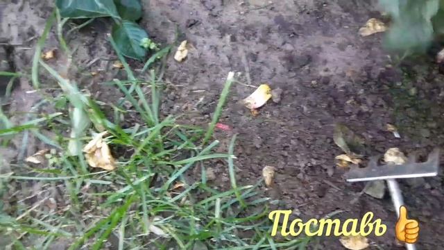 Как применять Суперфосфат. How To Apply Superphosphate.