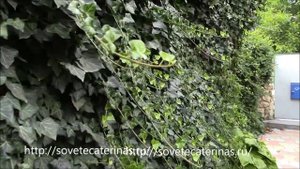 Плющ, летняя обрезка. Ivy pruning evergreen