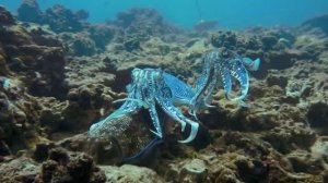 Трудности перевода 1 серия «О чём кричат рыбы?» (документальный сериал, 2023)