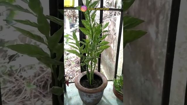 Re-Potting Of Devil's Backbone, Zig-Zag Plant ( Pedilanthus tithymaloides ) | DIY | NAZ Gigs | Vlog