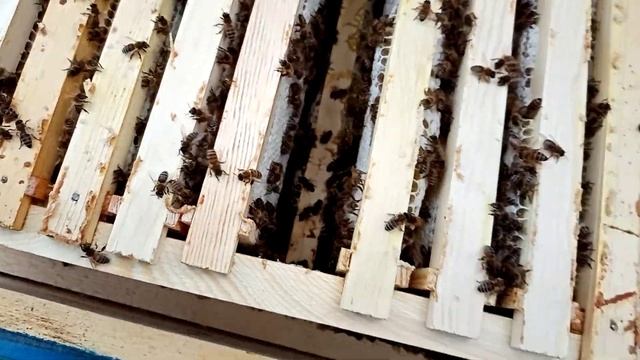 Заливают ли пчёлы магазинные рамки без магазина? VIPкарника удивила) смотреть онлайн