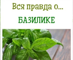 Базилик польза и вред для здоровья человека