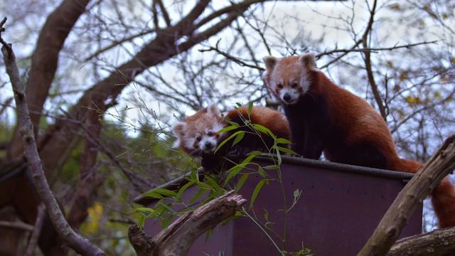 Red Pandas VS Giant Pandas | Animal Facts | Love Nature