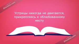 Животный мир на букву У