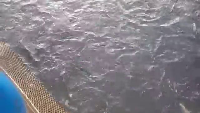 07.10.18. Запуск форели на малый водоём в кокино смотреть онлайн