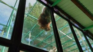 Очень умный орангутанг