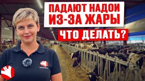 Что делать, если падают надои из-за жары? | Тепловой стресс у коров | Молочное животноводство