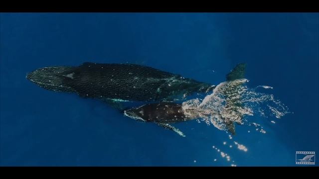 Тонга. Семья китов плавает с дайверами смотреть онлайн