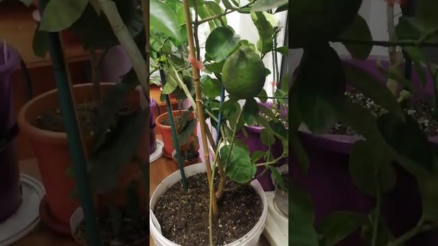 Переезд с теплицы в дом обзор растений часть 1 смотреть онлайн