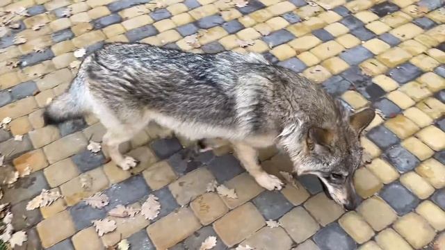 Знакомьтесь wolf black Соулу смотреть онлайн