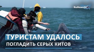 Туристам удалось погладить серых китов