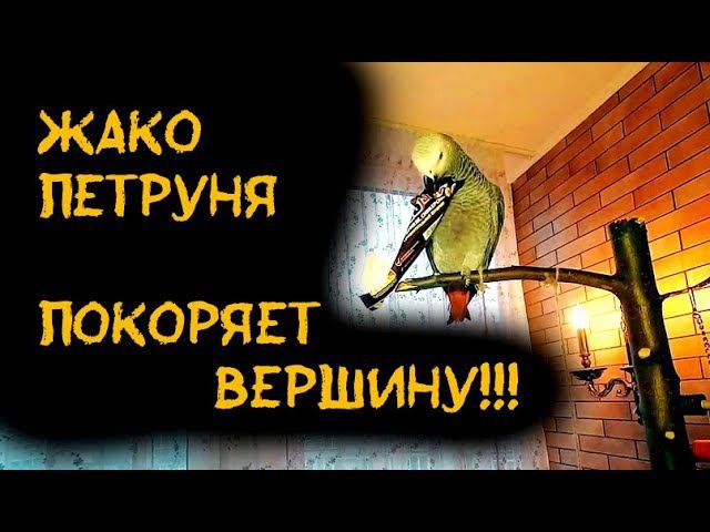 ПОПУГАЙ Жако Петруня и Фантик ПОКОРЯЮТ ВЫСОТУ)/Parrot Jaco Peter to conquer the mountain)