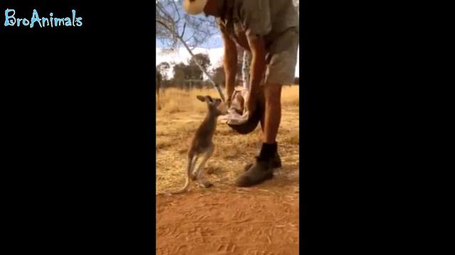 ПРИКОЛЫ С ЖИВОТНЫМИ | FUN WITH ANIMALS #378 смотреть онлайн