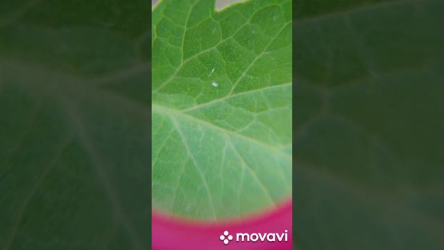 Опасность в огороде найдено Белокрыла что с ней делать смотреть онлайн