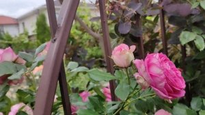 Роза Цикламен Пьер де Ронсар, подтверждено)