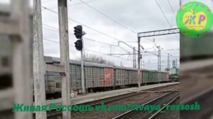 Эшелоны военной техники в южном направлении через Россошь.